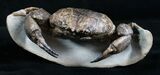 D Prepared Tumidocarcinus Giganteus Crab Fossil #4397-7